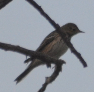 Tree Pipit