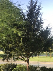 Juniperus virginiana