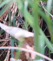 Orientocoluber spinalis