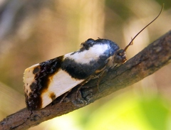 Tarache delecta