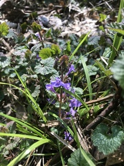 Glechoma hederacea
