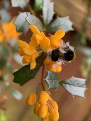 Bombus terrestris