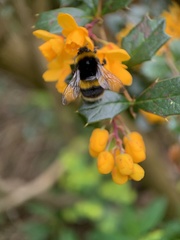 Bombus terrestris