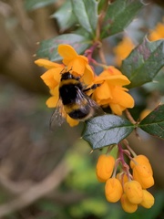 Bombus terrestris