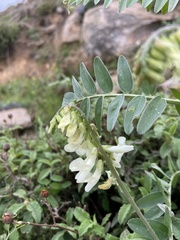 Vicia pinetorum