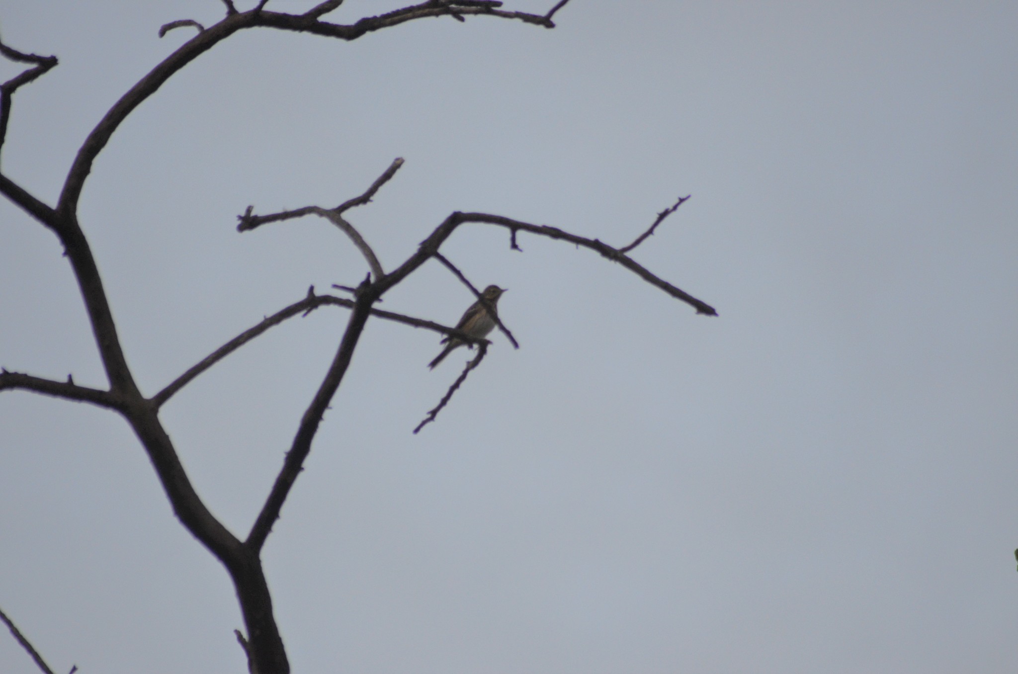 Tree Pipit