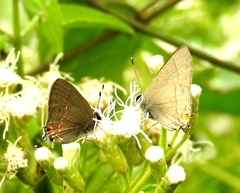 Electrostrymon hugon