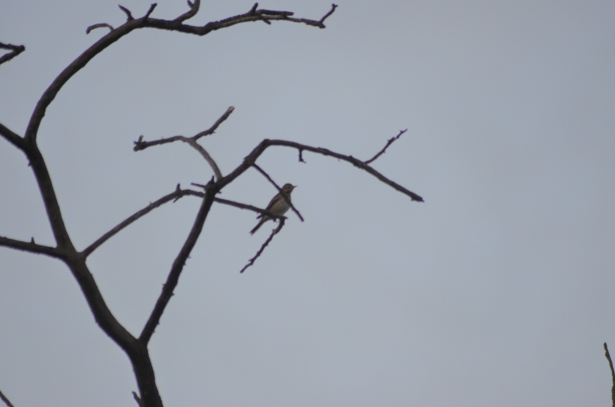 Tree Pipit