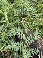 Vicia pinetorum