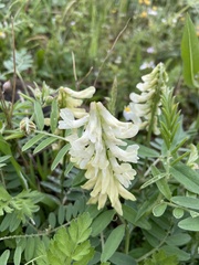Vicia pinetorum