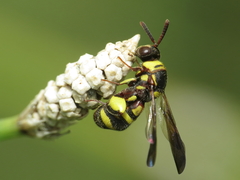 Leucospis brevicauda