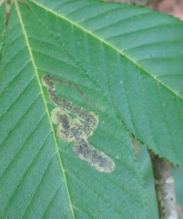 Phytomyza aesculi