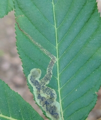 Phytomyza aesculi