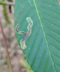 Phytomyza aesculi