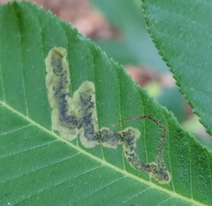 Phytomyza aesculi