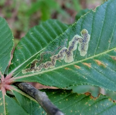 Phytomyza aesculi
