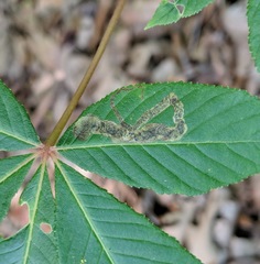 Phytomyza aesculi