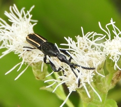 Brentus anchorago