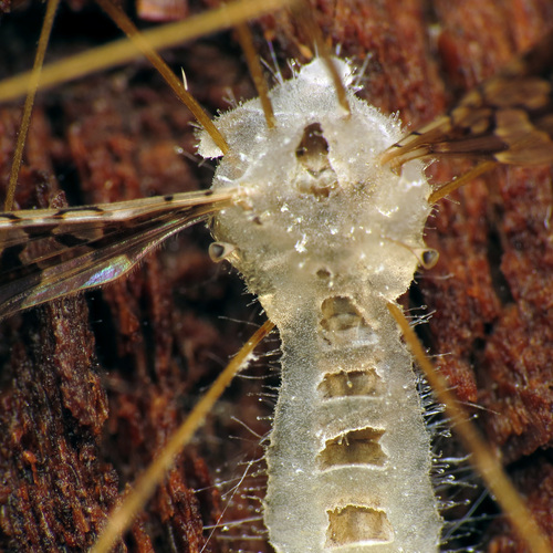 Erynia sepulchralis image