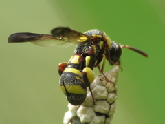 Leucospis brevicauda