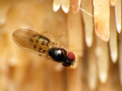 Mycodrosophila dimidiata
