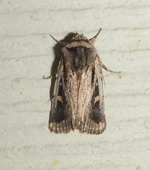 Proteuxoa chrysospila