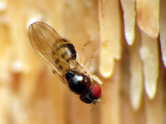 Mycodrosophila dimidiata