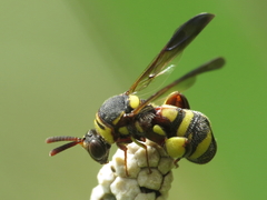 Leucospis brevicauda