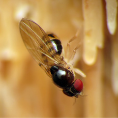 Mycodrosophila dimidiata