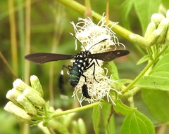 Horama plumipes