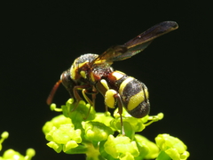 Leucospis brevicauda