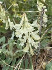 Vicia pinetorum