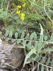 Vicia pinetorum