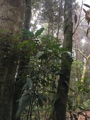 Lithocarpus brevicaudatus