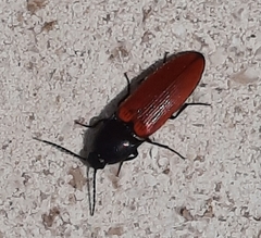 Ampedus cardinalis