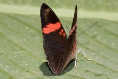 Adelpha lycorias