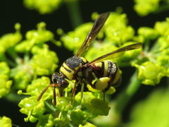 Leucospis brevicauda