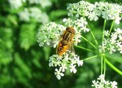 Parhelophilus frutetorum