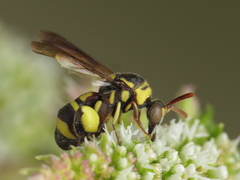 Leucospis brevicauda