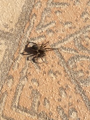 Lycosa erythrognatha