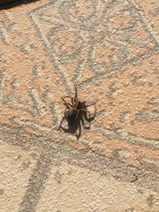 Lycosa erythrognatha