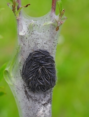 Eriogaster lanestris