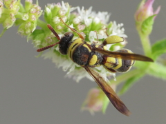 Leucospis brevicauda