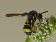 Leucospis brevicauda