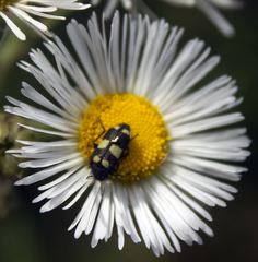 Astylus sexmaculatus