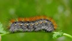 Diacrisia purpurata