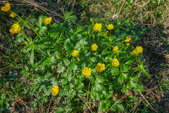 Ranunculus montanus
