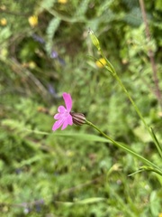 Silene cretica