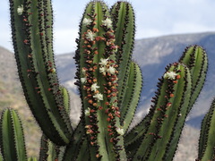 Myrtillocactus schenckii