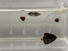 Monodactylus argenteus